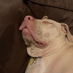 Meet your Posher, Sydney